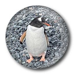 Penguin-on-Pebble-Button-Badge.jpg