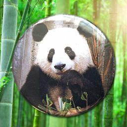 Panda-Photo-Button-Badge.jpg
