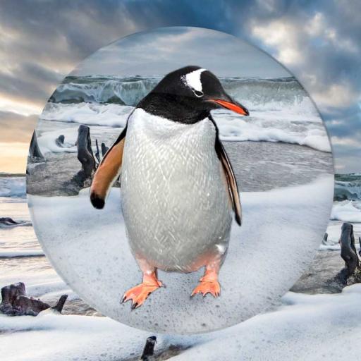 Penguin Photo Button Badge
