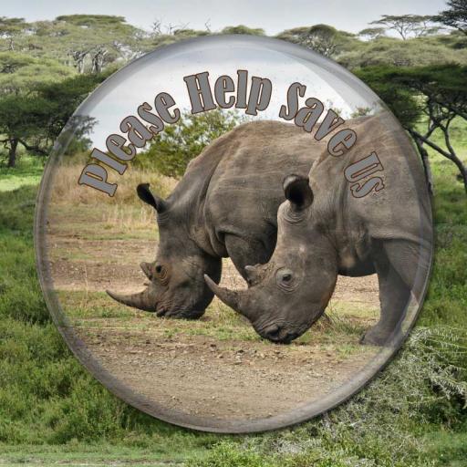 Rhinoceros Photo Button Badge