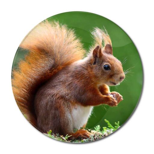 Red-Squirrel-Button-Badge.jpg