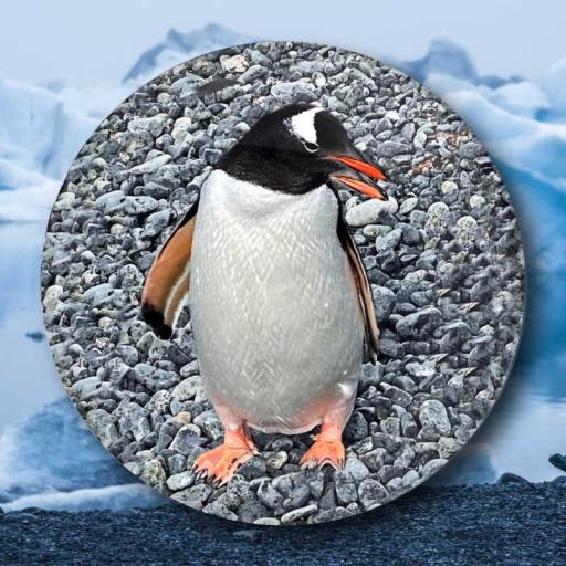 Penguin On Pebbles Button Badge